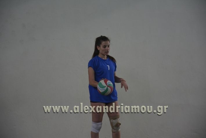 volley _1ogel-kassandra136